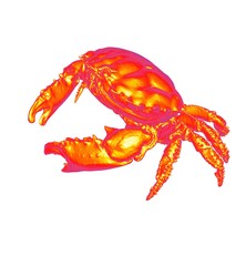 3d illustration of crab