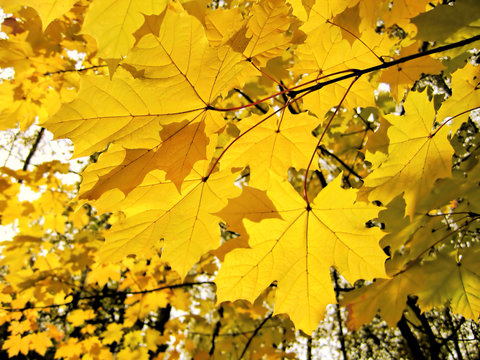 Autumn foliage of maple