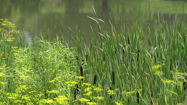 Summer pond with reeds, windless weather