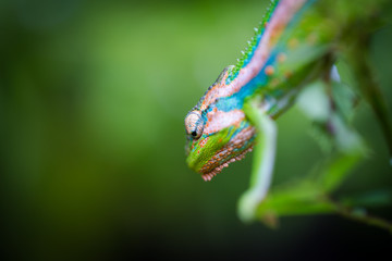 Close up image of a chameleon with vivid colors on a green background