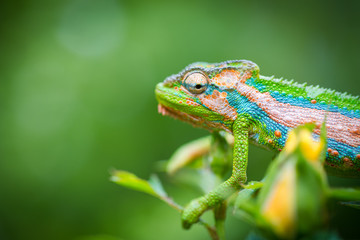 Close up image of a chameleon with vivid colors on a green background