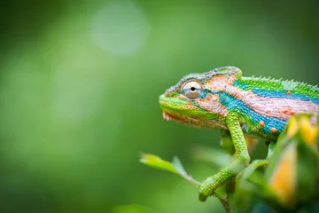  Close up image of a chameleon with vivid colors on a green background © Dewald
