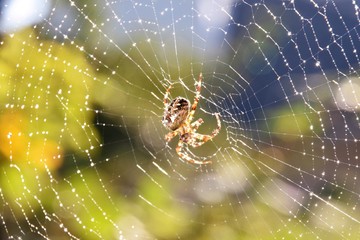 Spider in web with dew