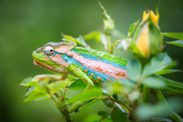 Close up image of a chameleon with vivid colors on a green background
