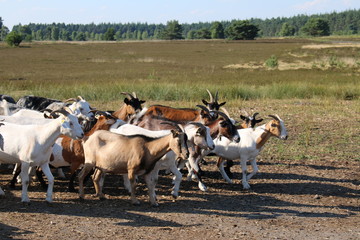 Große Schaf- und Ziegenherde auf dem Weg zu den Weidegründen.