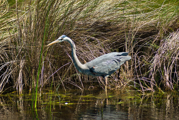 Great Blue Heron Hunting 2