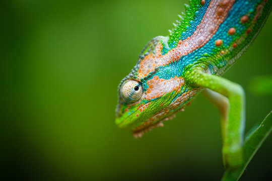 Close up image of a chameleon with vivid colors on a green background