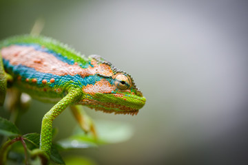 Close up image of a chameleon with vivid colors on a green background