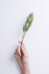 fennel in hand on a white background