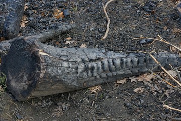 Fototapeta na wymiar a large log of charred in a black ashes lies in an extinct pyre