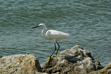 Snowy Egret On the Rocks