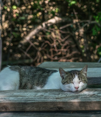 Cat taking a nap