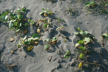 Leaf And Sand Texture