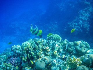 Obraz na płótnie Canvas Underwater coral reef