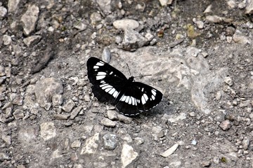 Beautiful black and white butterfly landing on the ground (Araschnia levana)