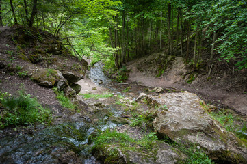 Fototapeta na wymiar Forest river landscape. View with ravine, forest and a river. Latvia.