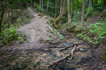 Damp forest. A small river deep in the forests of Latvia. Undulating ground.