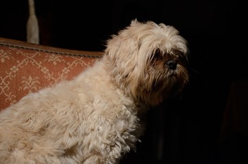 Shih tzu dog