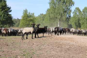 Naklejka na ściany i meble Große Schaf- und Ziegenherde auf dem Weg zu den Weidegründen.