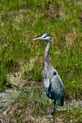 Great Blue Heron 5