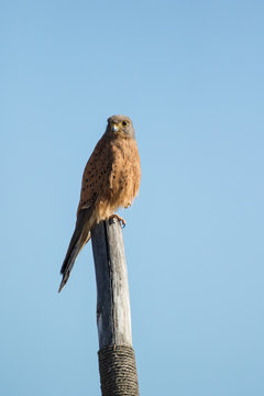 Close up image of a Rock Kestrel on a pole.