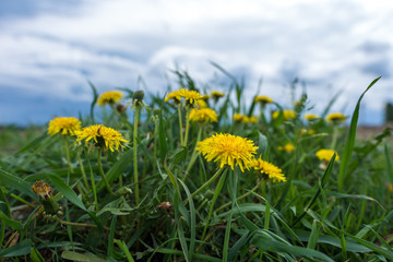 yellow dandelion in cloudy weather