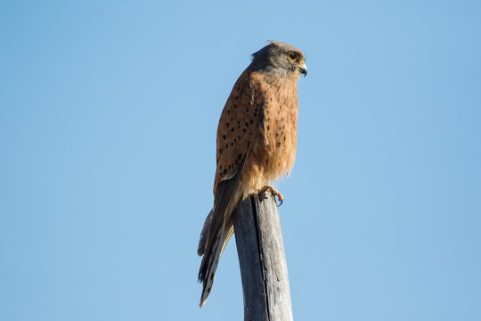 Close up image of a Rock Kestrel on a pole.