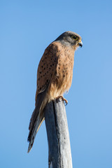 Close up image of a Rock Kestrel on a pole.