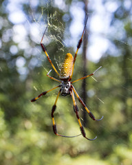 Banana Spider