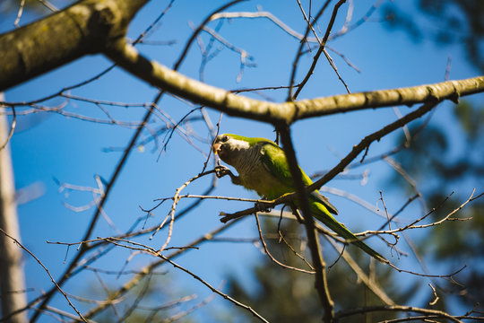 Colorful bird in the tree.