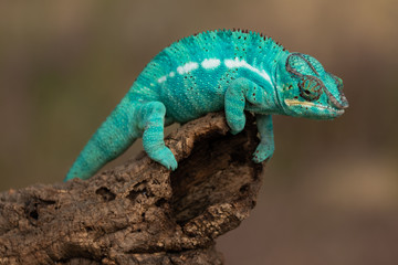 Amazing chameleon on a branch. Beautiful animal, very slow movement. Typical species from tropical exotic places, forest, jungle. Can be spotted during vacation and holidays. Wonderful experience.