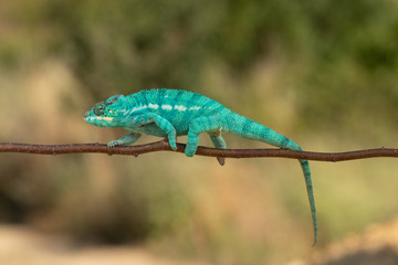 Amazing chameleon on a branch. Beautiful animal, very slow movement. Typical species from tropical exotic places, forest, jungle. Can be spotted during vacation and holidays. Wonderful experience.