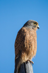 Close up image of a Rock Kestrel on a pole.