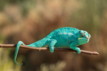Amazing chameleon on a branch. Beautiful animal, very slow movement. Typical species from tropical exotic places, forest, jungle. Can be spotted during vacation and holidays. Wonderful experience.