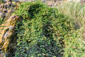 Plants growing on the rocks at sunset.