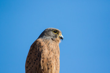 Close up image of a Rock Kestrel on a pole.
