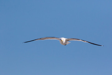Close up image of a Black Backed Seagull in flight over the ocean