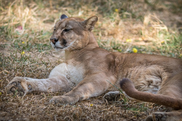 Onça Parda / Puma (Puma concolor)