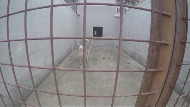 Two dogs leaving their cage disappointing