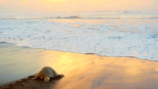 Atlantic ridley sea turtle back to the sea after spawning at sunset.  The Kemp's ridley sea turtle is the rarest species of sea turtle and is critically endangered.