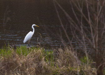 Great White Heron in a natural park