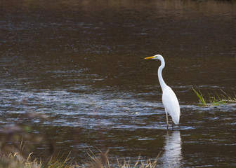 Great White Heron in a natural park