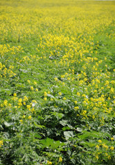 Field. Agriculture. Vintage