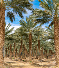 Plantation of Phoenix dactylifera, commonly known as date or date palm trees in Arava and Negev desert, Israel, cultivation of sweet delicious Medjool date fruits