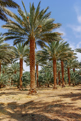 Obraz na płótnie Canvas Plantation of Phoenix dactylifera, commonly known as date or date palm trees in Arava and Negev desert, Israel, cultivation of sweet delicious Medjool date fruits