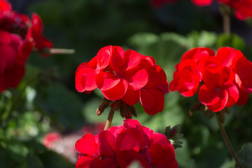 Red geranium flowers in sunny garden close up