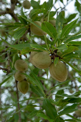 Green young almonds nuts growing on almond tree