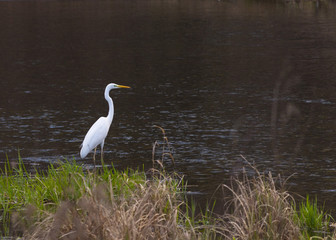 Great White Heron in a natural park