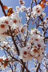 Almonds tree blossom, springtime in orchard, nature background with blue sky