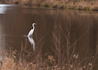 Great White Heron in a natural park